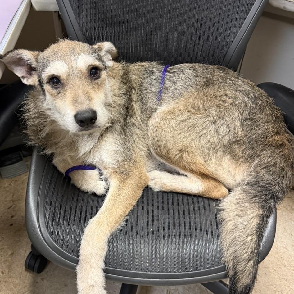 Enlarge Swizzle, a Adoptable mixed breed in Tulsa, OK image 1/3