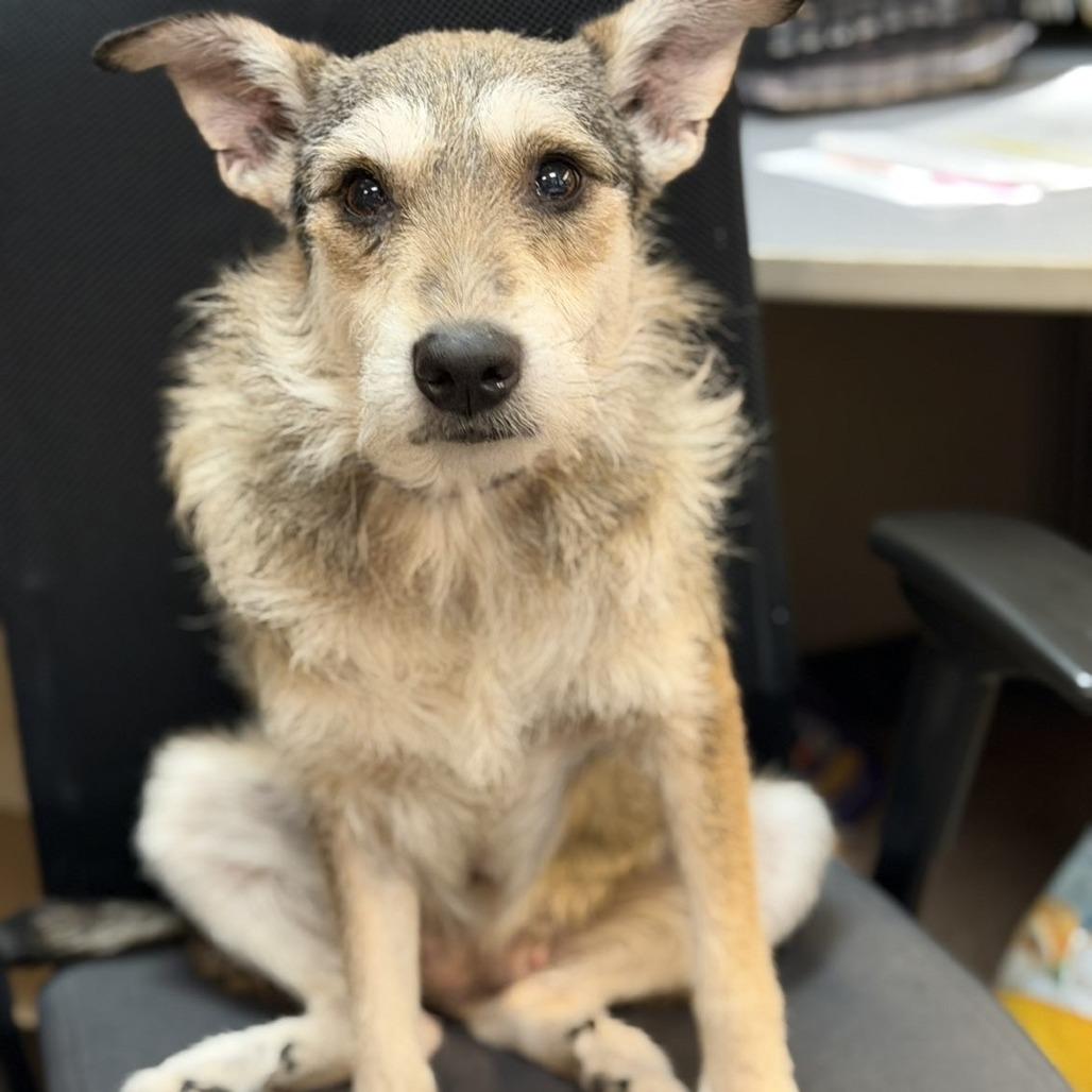 Enlarge Swizzle, a Adoptable mixed breed in Tulsa, OK image 2/3