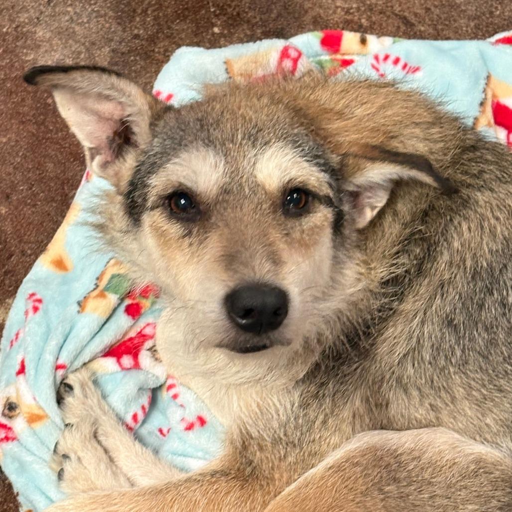 Enlarge Swizzle, a Adoptable mixed breed in Tulsa, OK image 3/3