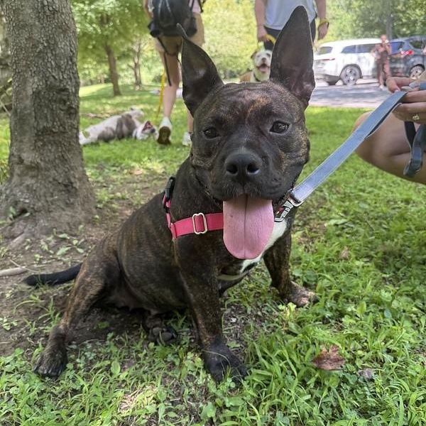 Enlarge Dewey, a Adopted Mixed Breed in Philadelphia, PA image 4/6