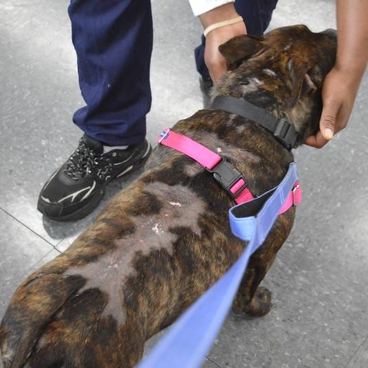 Dewey, a ADOPTABLE Mixed Breed in Philadelphia, PA image 5/6