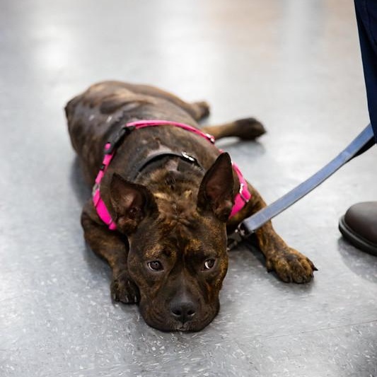 Dewey, ADOPTABLE, Young Female Mixed Breed.