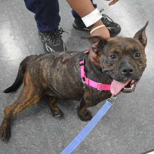 Dewey, a ADOPTABLE Mixed Breed in Philadelphia, PA image 2/6