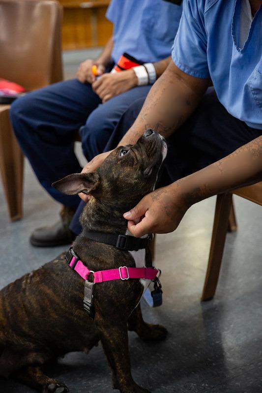 Dewey, a ADOPTABLE Mixed Breed in Philadelphia, PA image 4/6