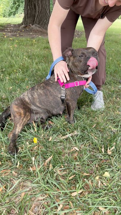 Enlarge Dewey, a ADOPTABLE Mixed Breed in Philadelphia, PA video 6/6