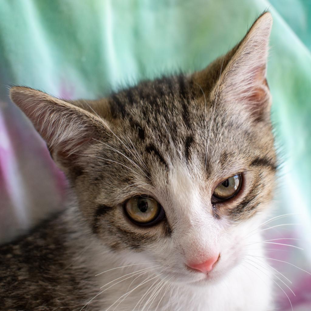 Enlarge Garbanzo, a Adoptable Domestic Short Hair in Morgan Hill, CA image 1/6