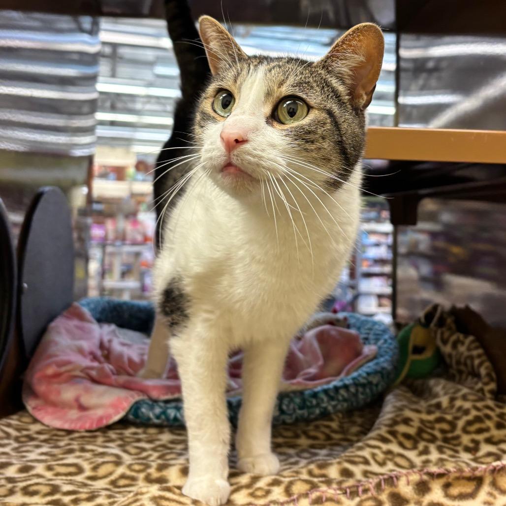 Enlarge Garbanzo, a Adoptable Domestic Short Hair in Morgan Hill, CA image 2/6