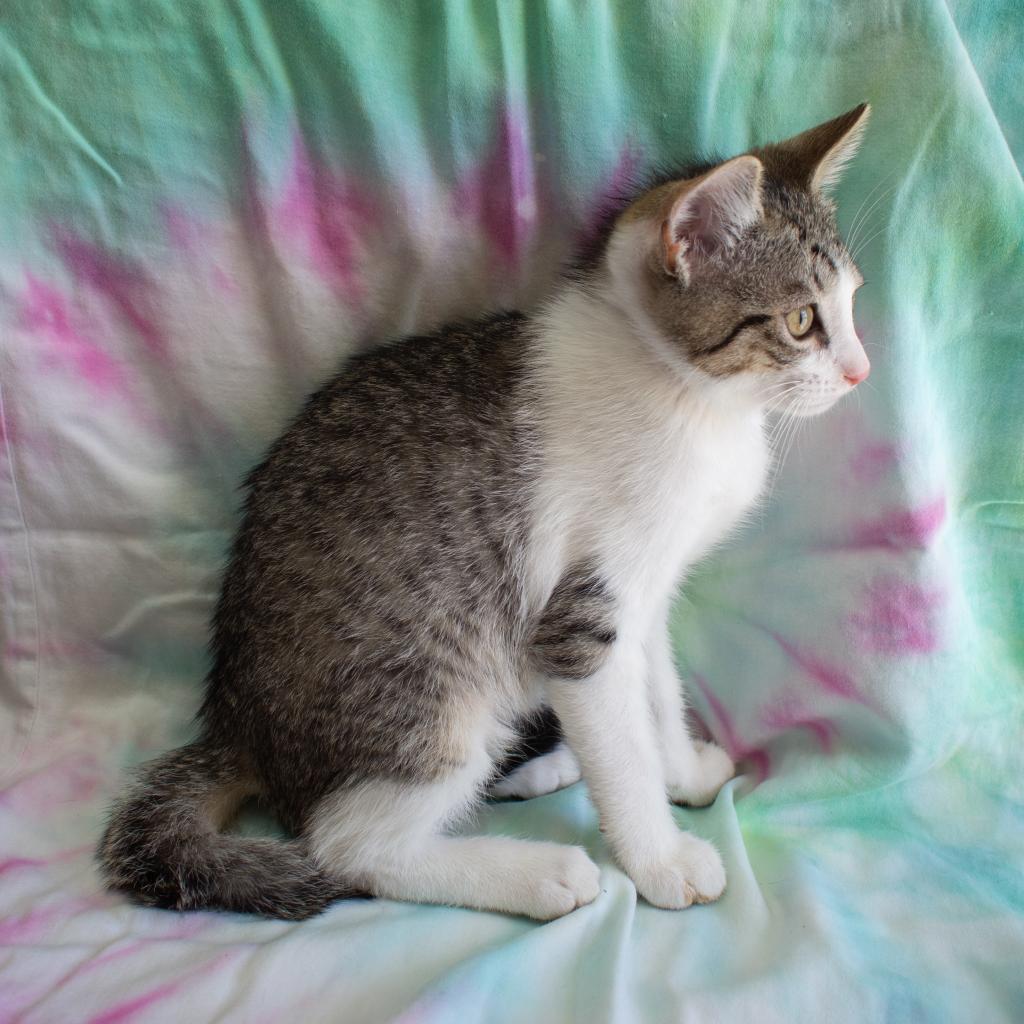 Enlarge Garbanzo, a Adoptable Domestic Short Hair in Morgan Hill, CA image 3/6