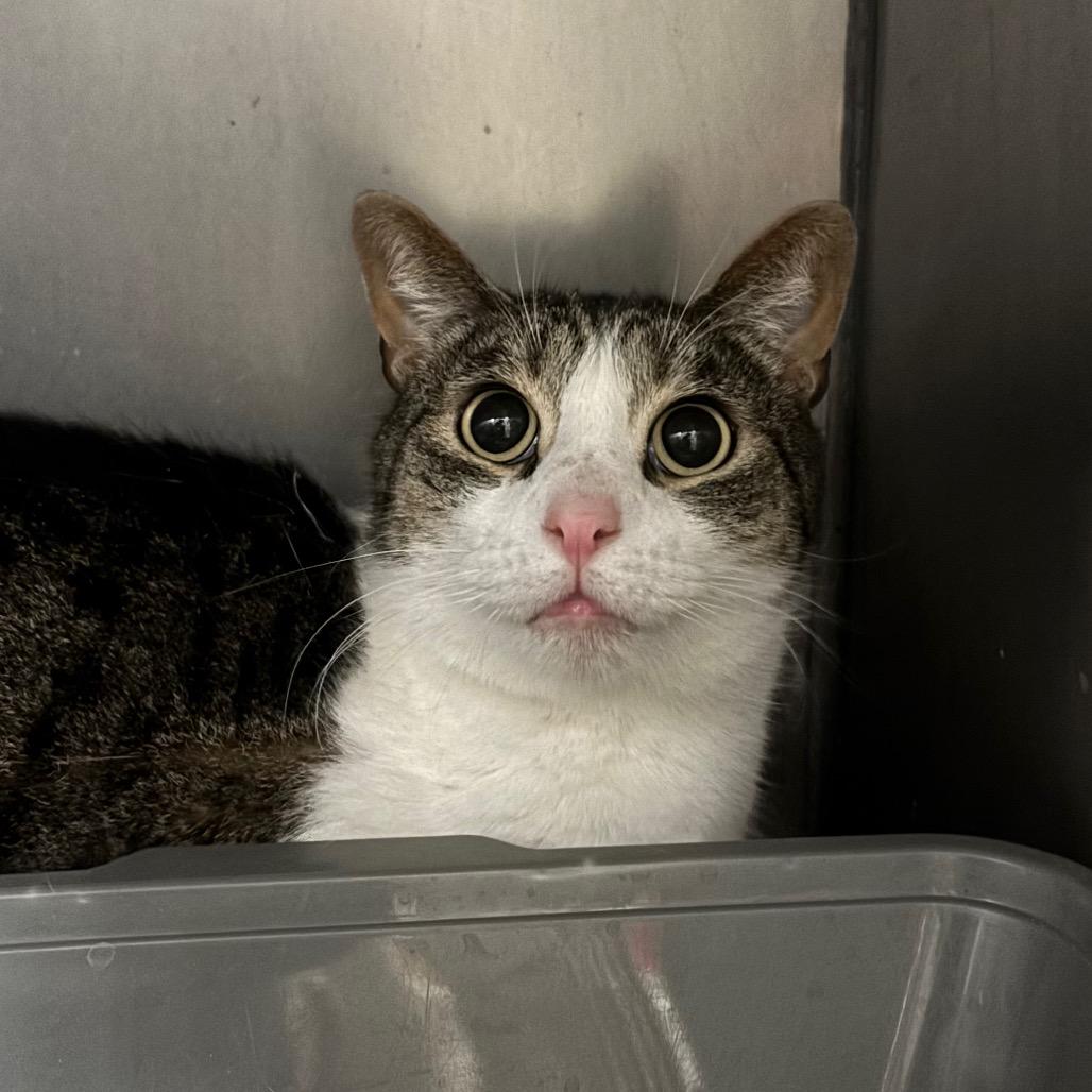Enlarge Garbanzo, a Adoptable Domestic Short Hair in Morgan Hill, CA image 4/6