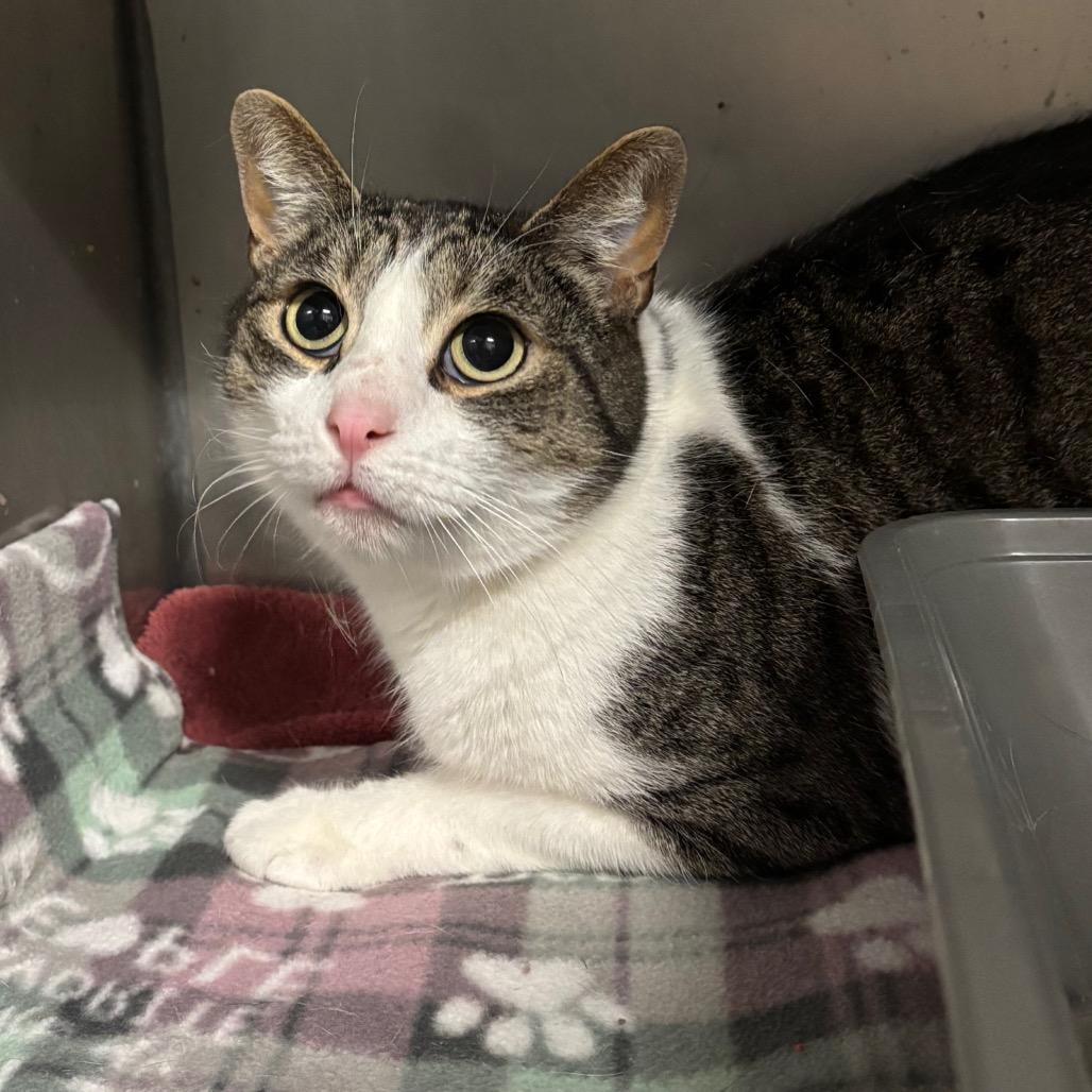 Enlarge Garbanzo, a Adoptable Domestic Short Hair in Morgan Hill, CA image 5/6