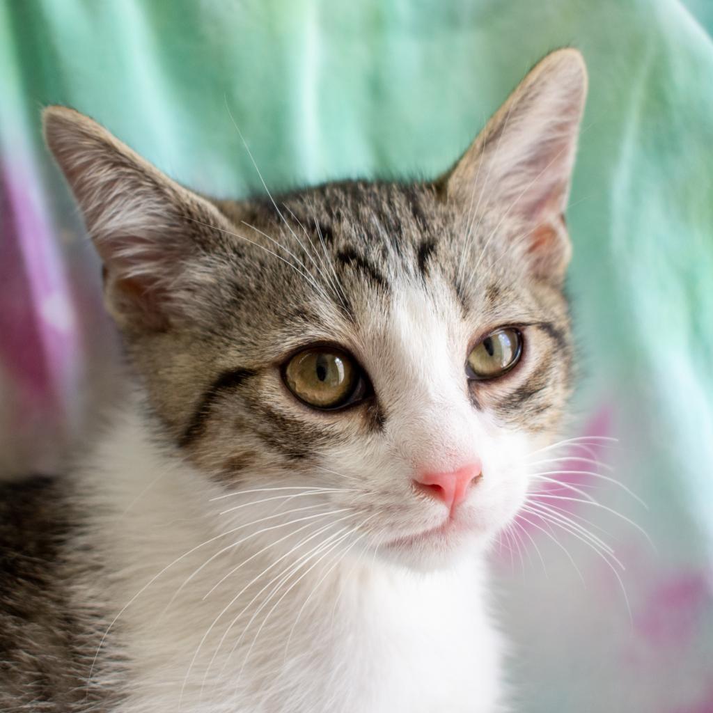 Enlarge Garbanzo, a Adoptable Domestic Short Hair in Morgan Hill, CA image 6/6