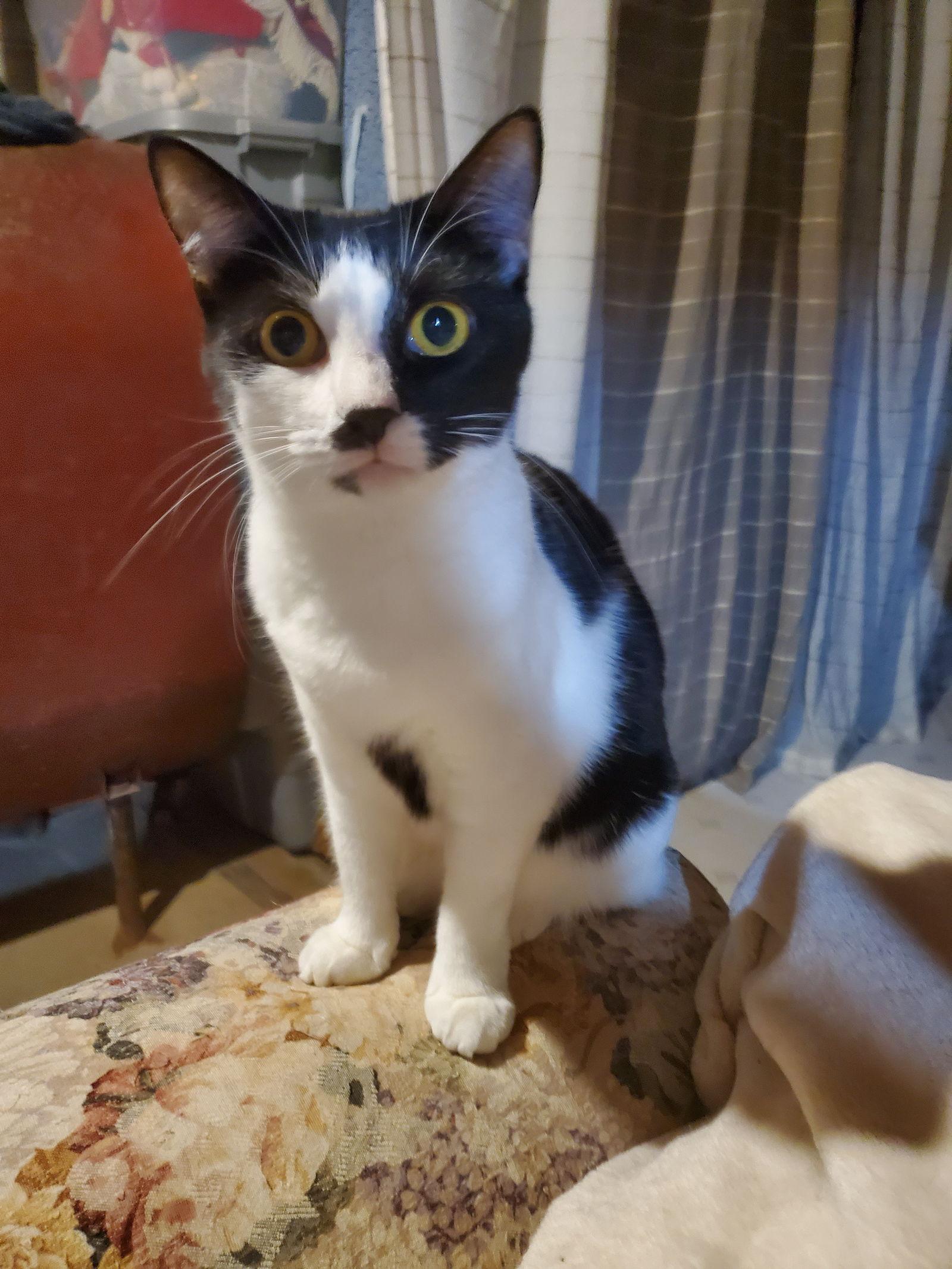 Enlarge Panna-Courtesy Post!, a Adoptable Domestic Short Hair in Spring City, PA image 1/3