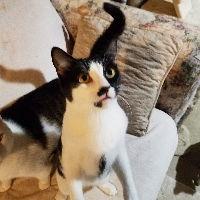 Enlarge Panna-Courtesy Post!, a Adoptable Domestic Short Hair in Spring City, PA image 2/3