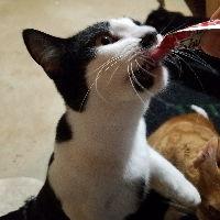 Enlarge Panna-Courtesy Post!, a Adoptable Domestic Short Hair in Spring City, PA image 3/3