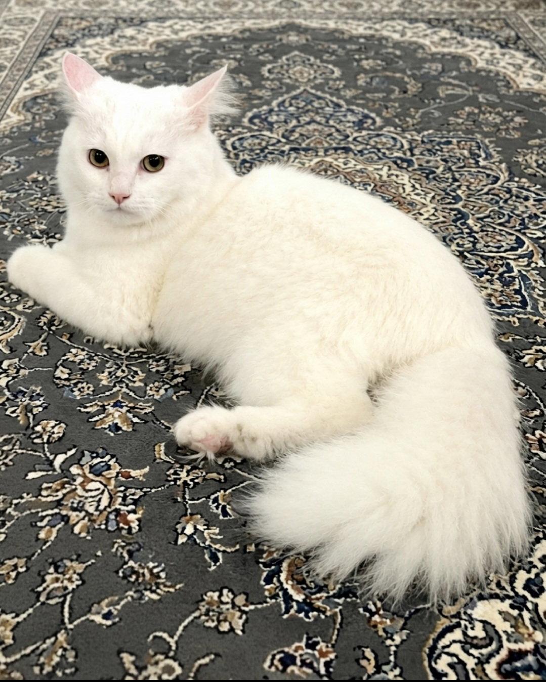 Oliver, Adoptable, Adult Male Turkish Angora & Domestic Long Hair.