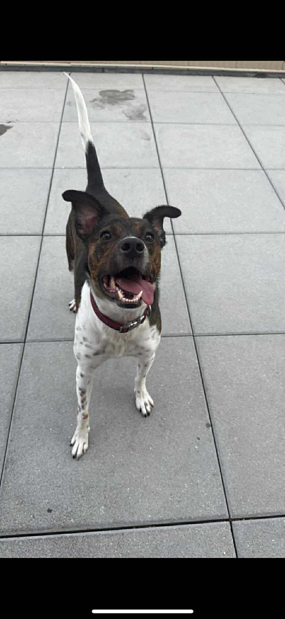 Enlarge Coquito (Foster or Adopter Needed!), a Adoptable mixed breed in Westwood, NJ image 2/3