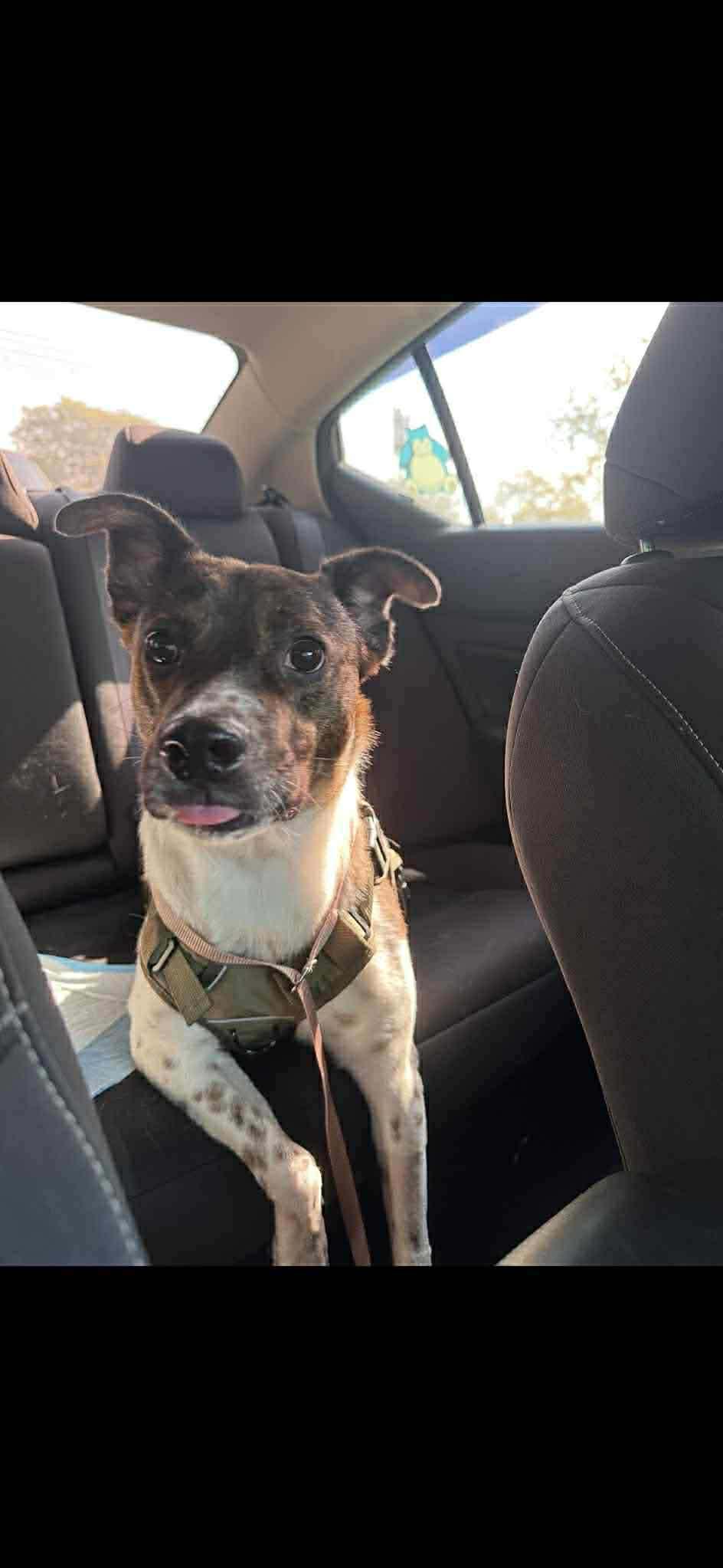 Enlarge Coquito (Foster or Adopter Needed!), a Adoptable mixed breed in Westwood, NJ image 3/3