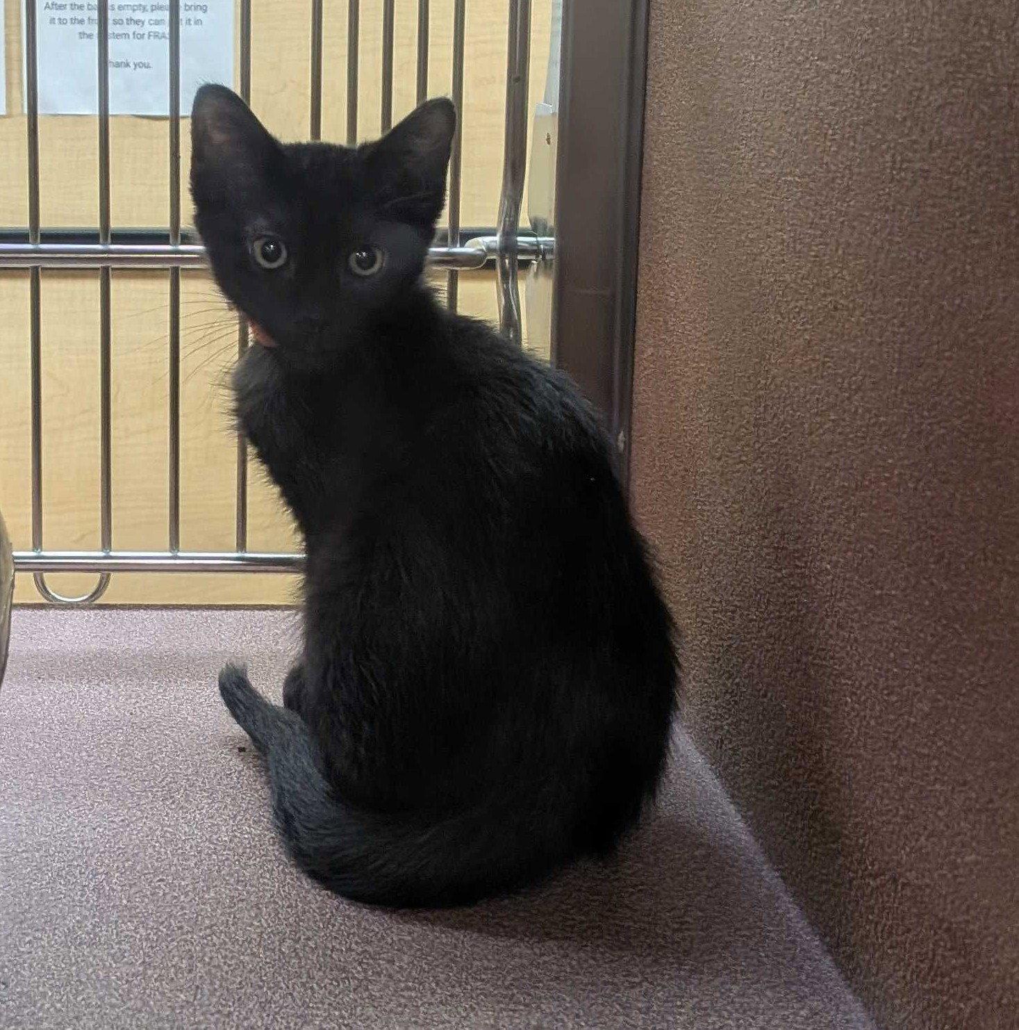 Benney, Adopted, Kitten Male Domestic Short Hair.