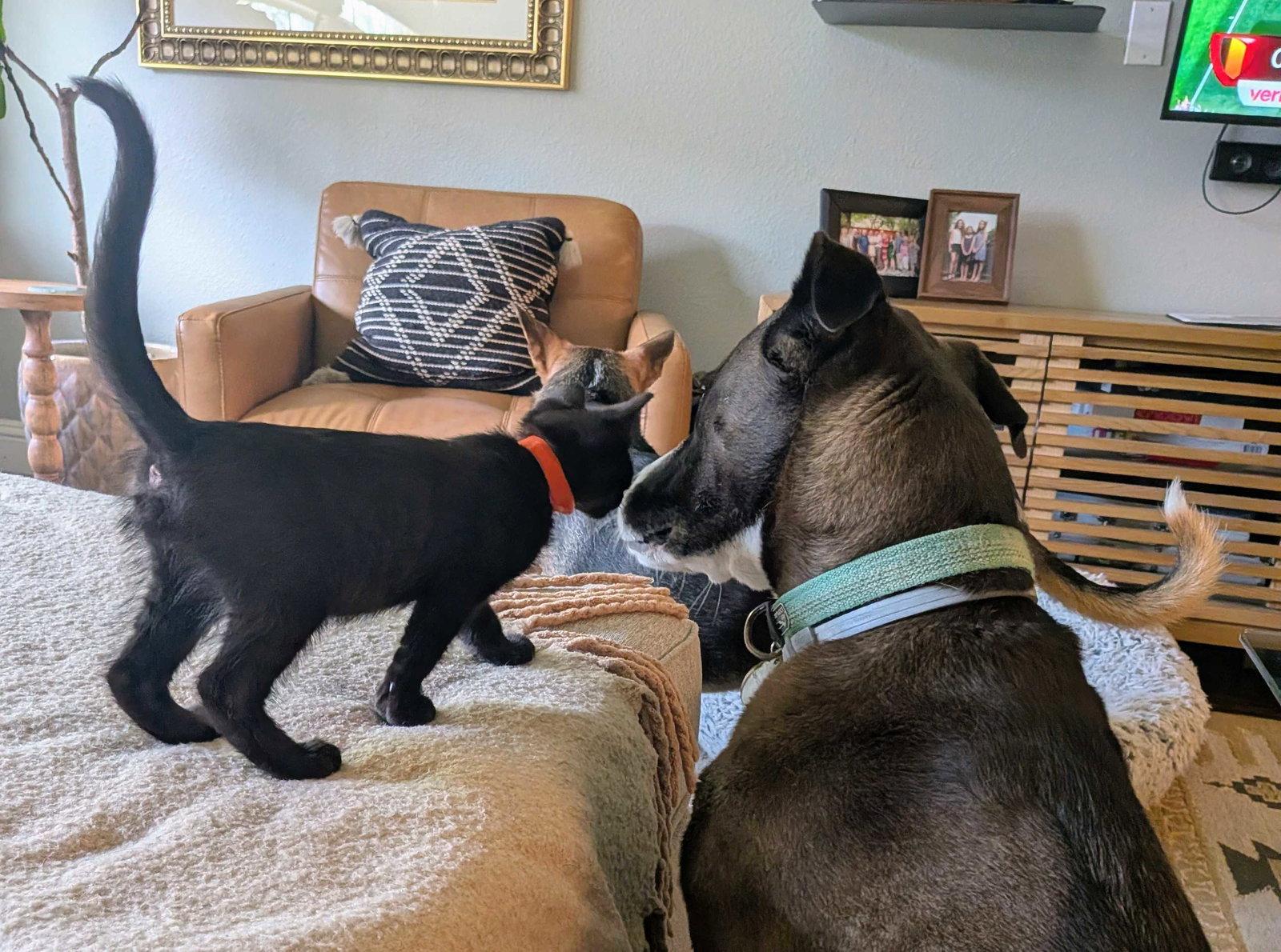 Enlarge Benney, a Adopted Domestic Short Hair in Rowlett, TX image 2/2