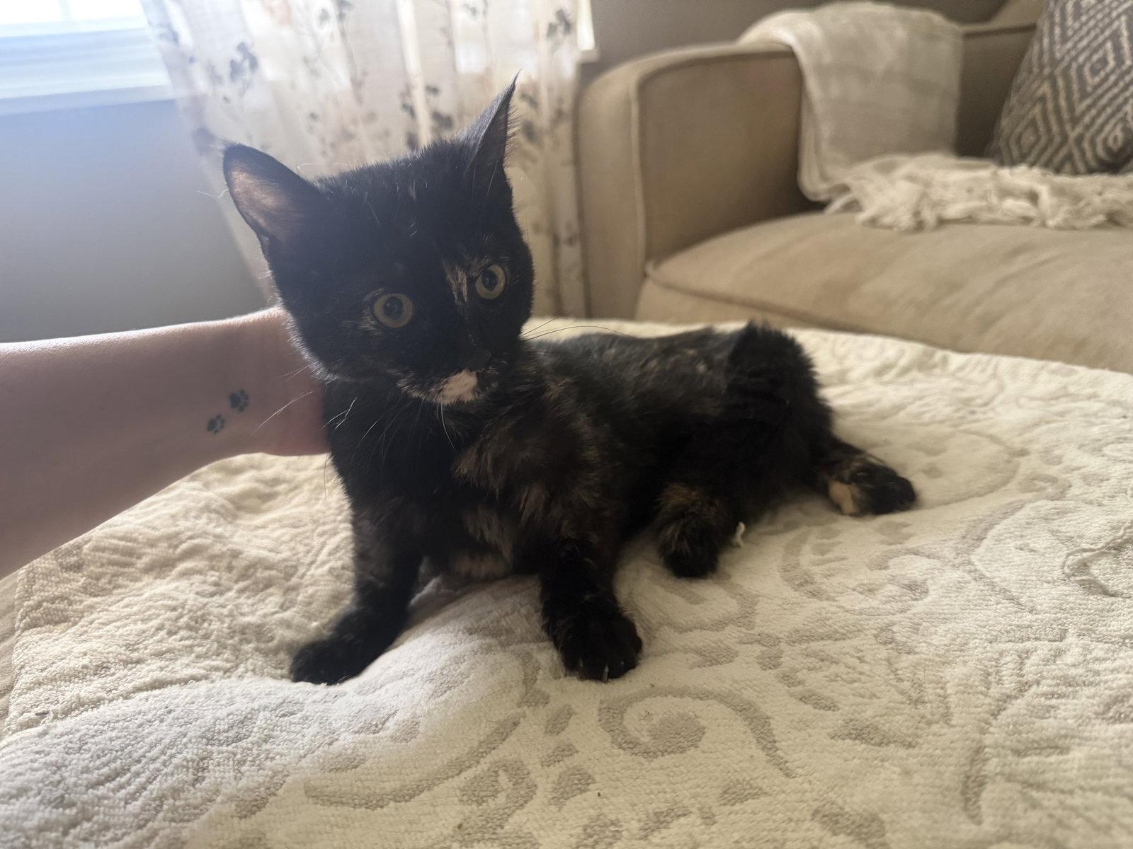 Squeak, Adoptable, Kitten Female Tortoiseshell.