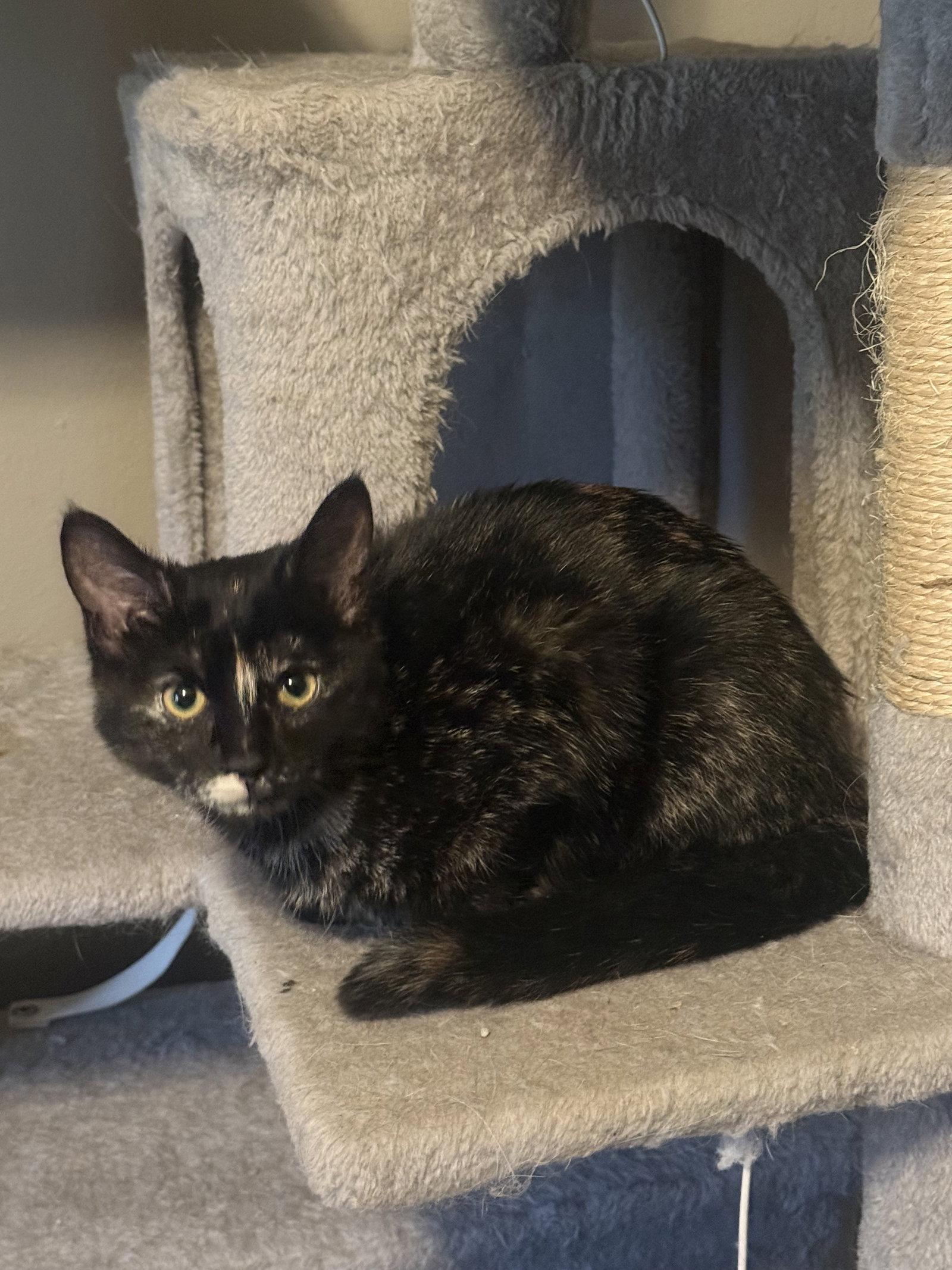 Squeak, a Adoptable Tortoiseshell in Fenton, MO image 2/2