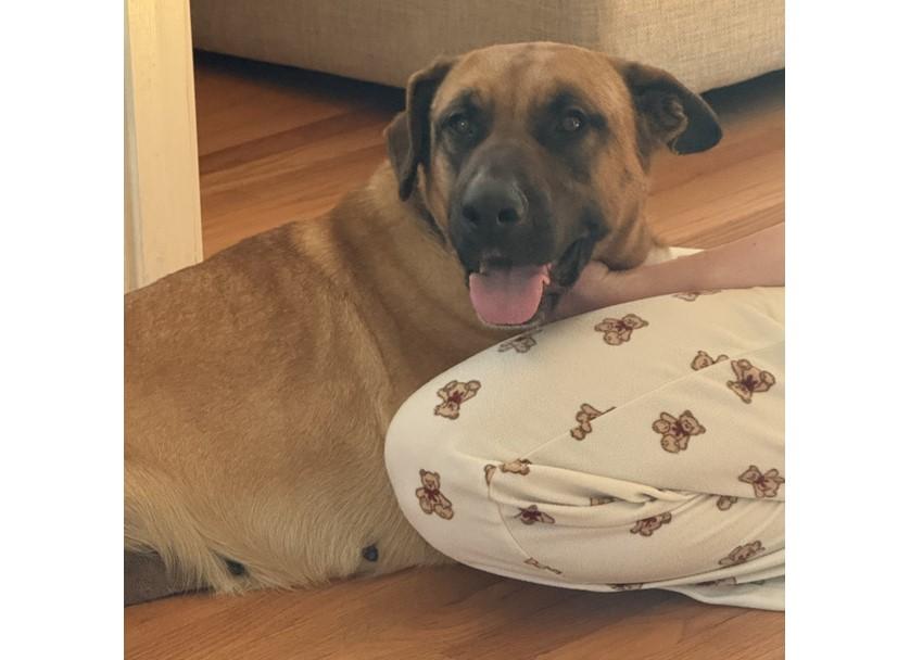 HOLLY**, Adoptable, Adult Female German Shepherd Dog & Black Mouth Cur.