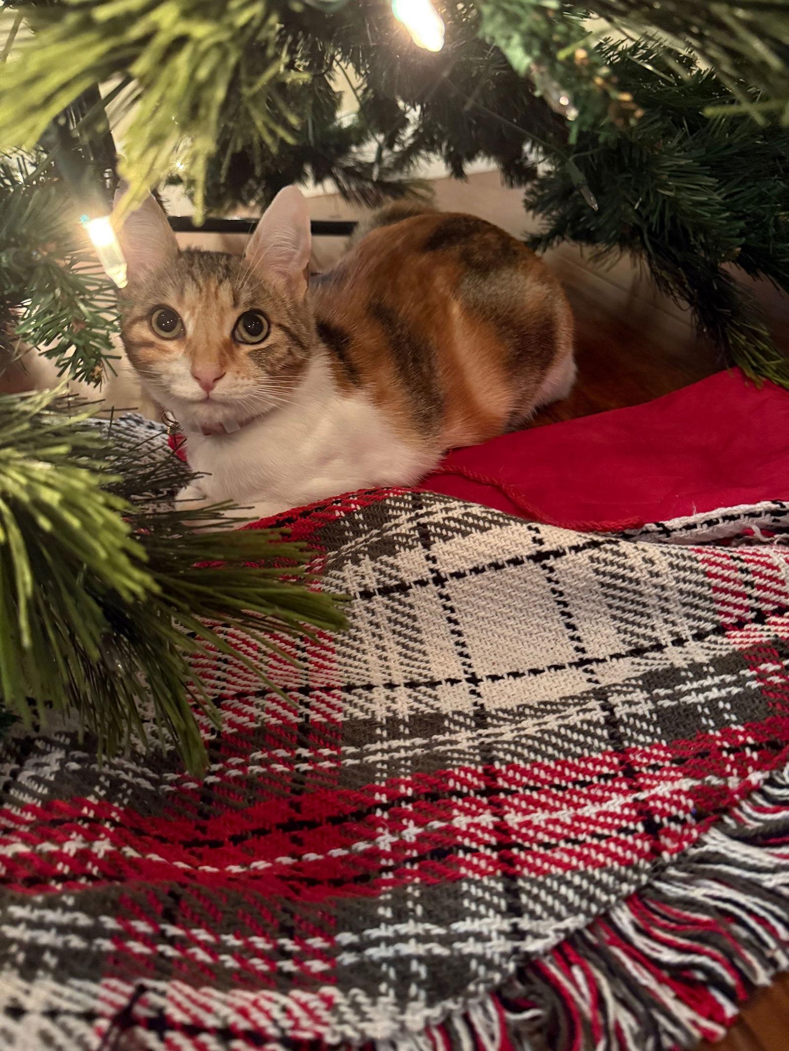 Jellybean, Adoptable, Young Female Domestic Short Hair.