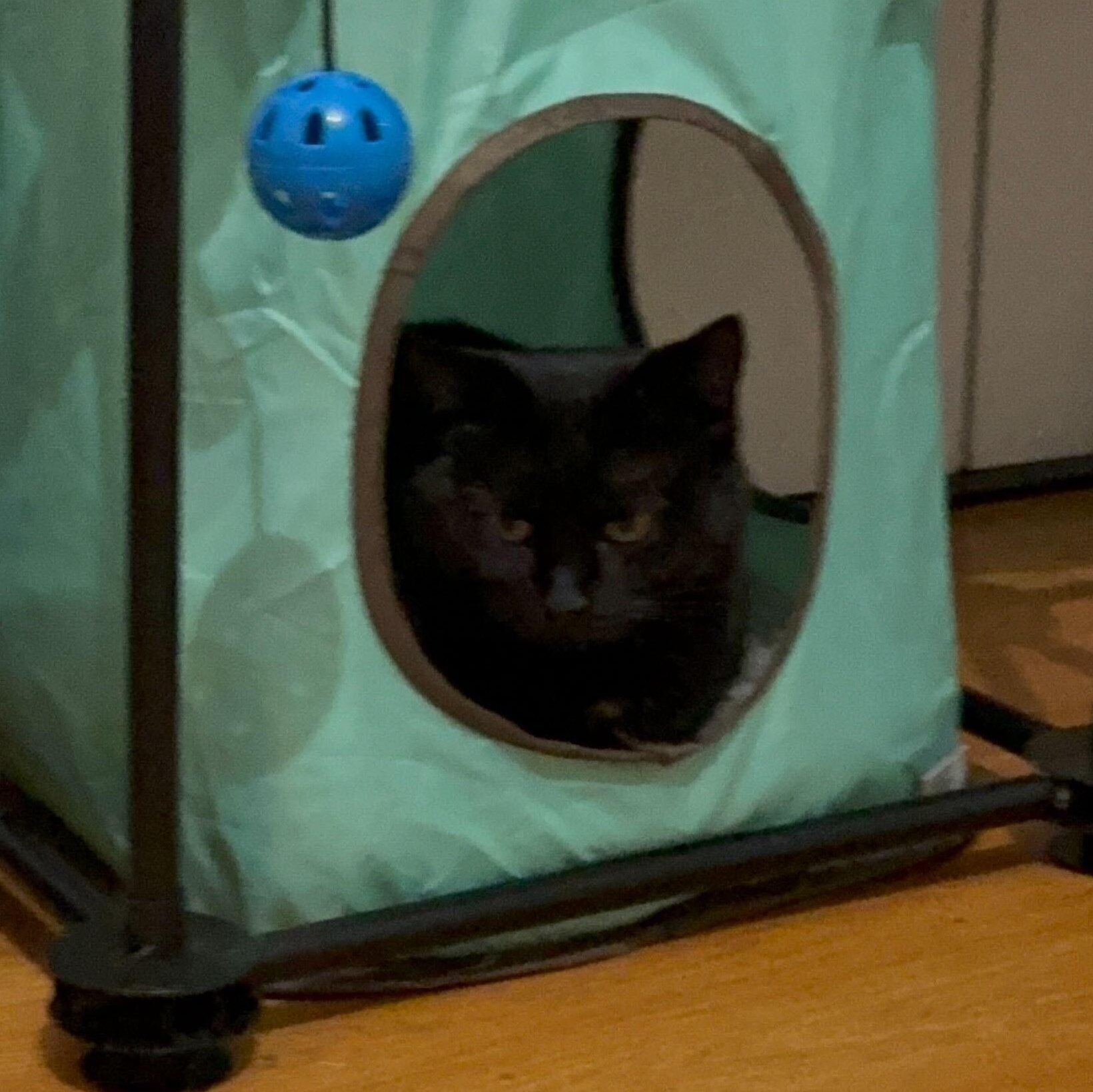 Enlarge Elizabeth & Summer, a ADOPTABLE Domestic Short Hair in Waltham, MA image 5/5