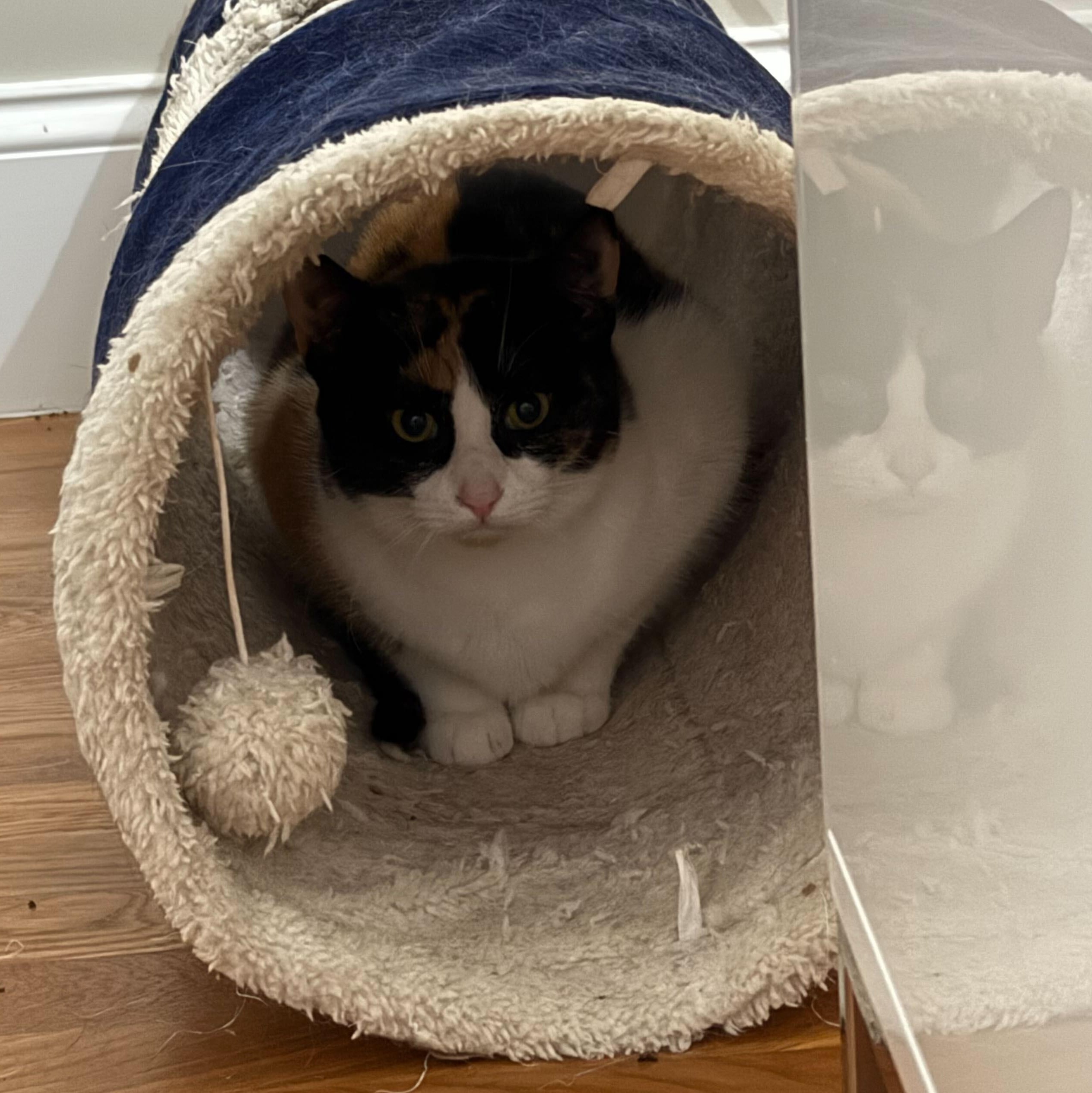 Enlarge Elizabeth & Summer, a ADOPTABLE Domestic Short Hair in Waltham, MA image 4/5