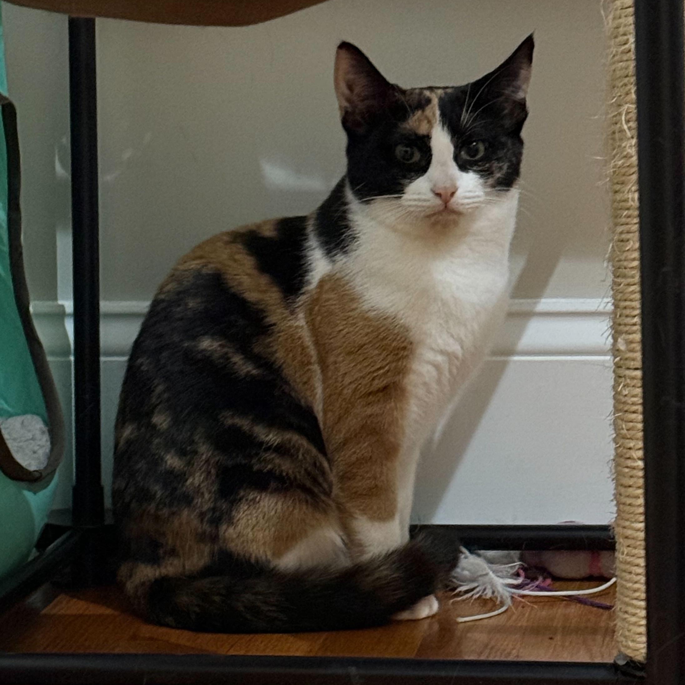 Enlarge Elizabeth & Summer, a ADOPTABLE Domestic Short Hair in Waltham, MA image 2/5