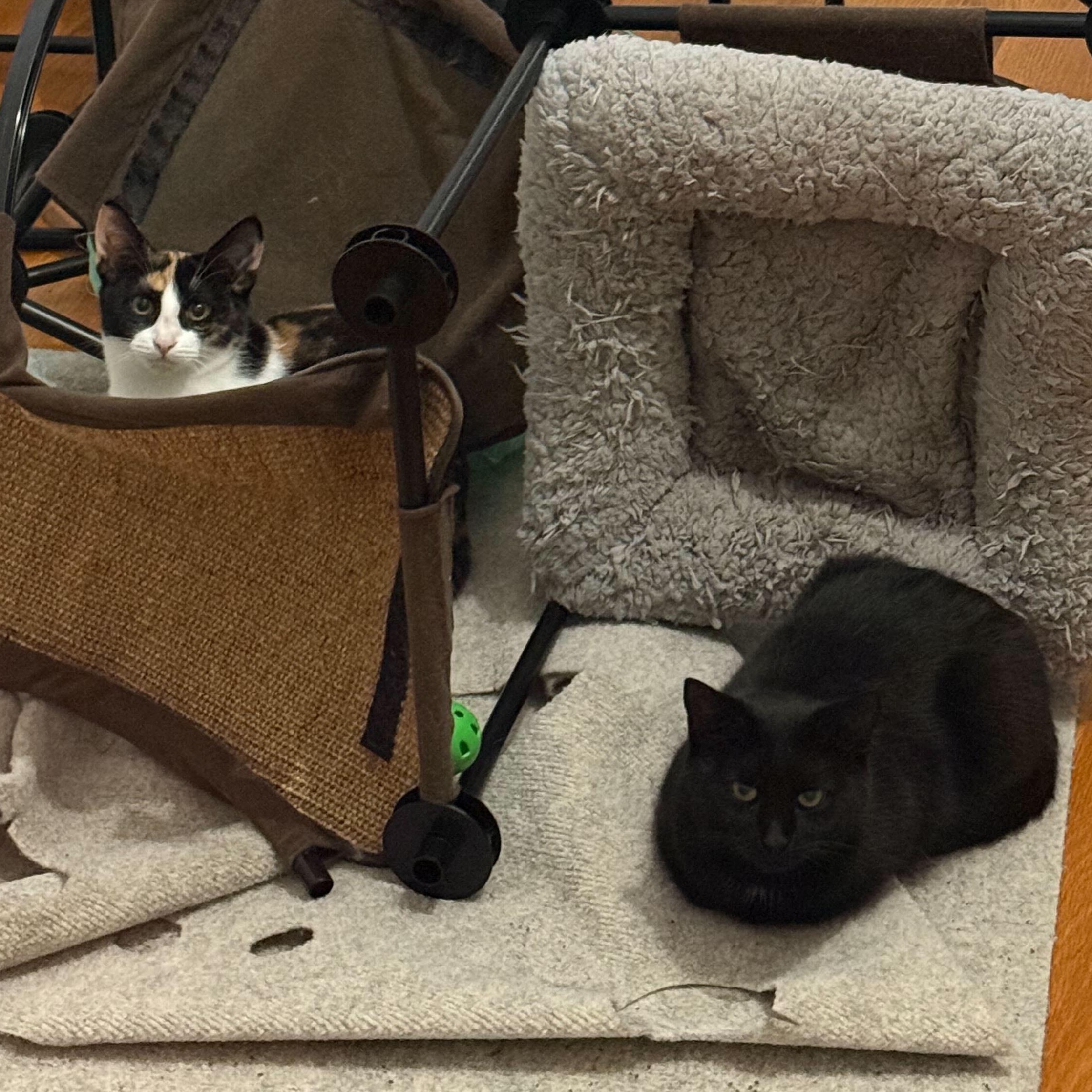 Elizabeth & Summer, ADOPTABLE, Kitten Female Domestic Short Hair.