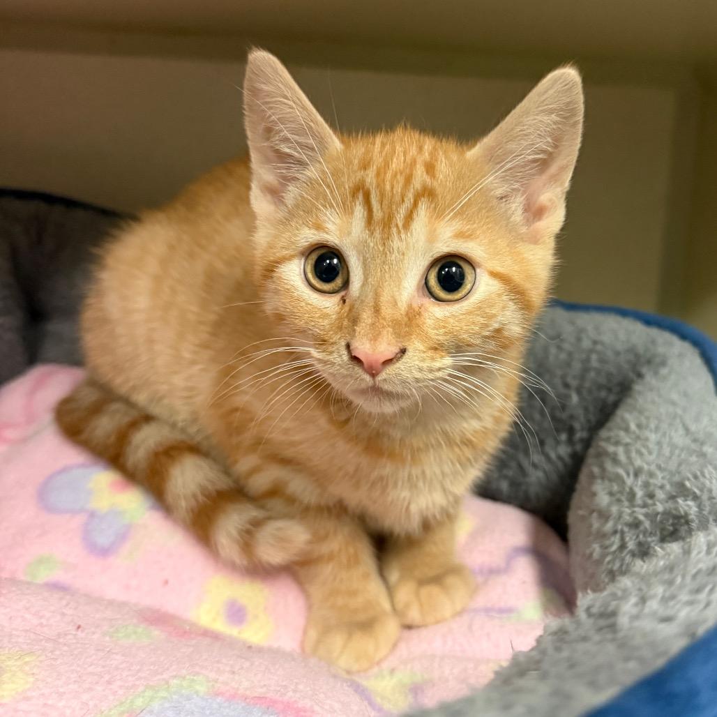 Pippin, adopted, Kitten Male Tabby & Domestic Short Hair.