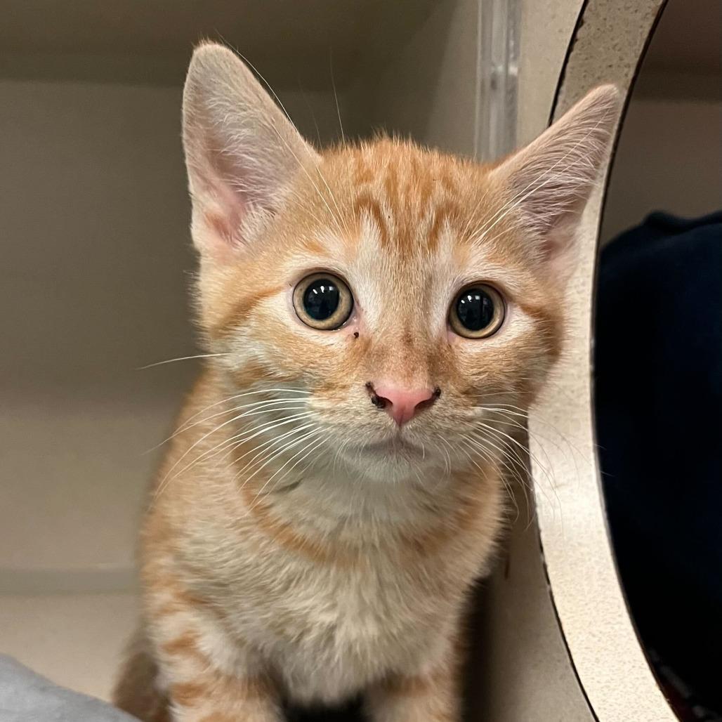 Enlarge Pippin, an adopted mixed breed in Greensboro, NC image 2/2