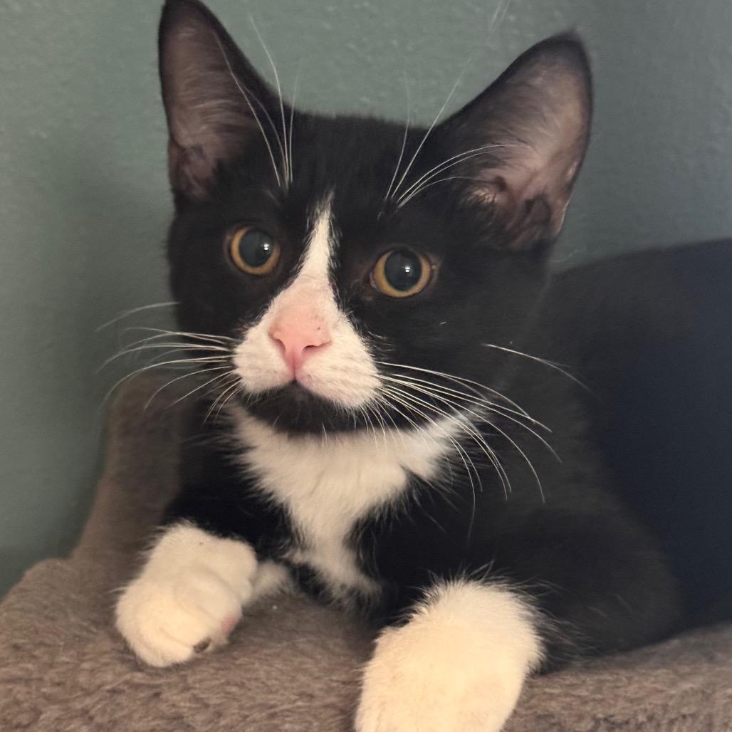 Enlarge Johnny, a Adoptable Domestic Short Hair in TITUSVILLE, FL image 1/1