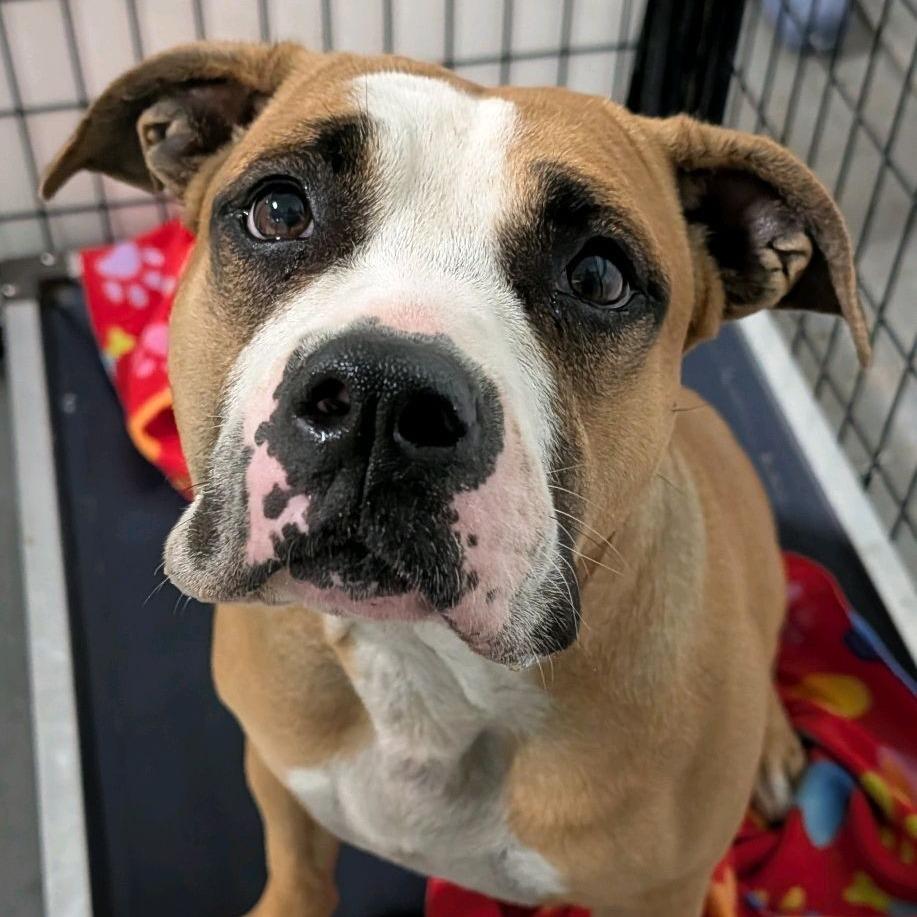 Enlarge Gourdeous, a Adoptable mixed breed in St. Louis, MO image 2/6