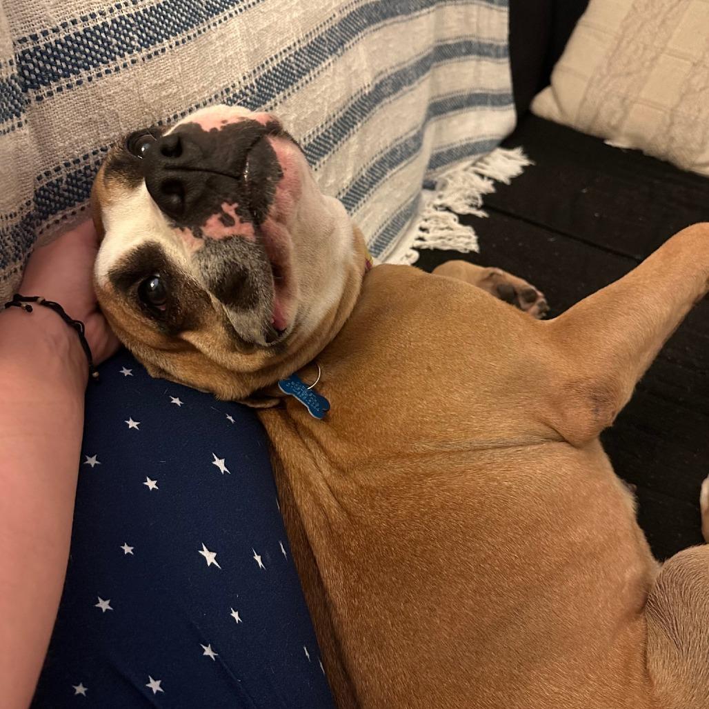 Enlarge Gourdeous, a Adoptable mixed breed in St. Louis, MO image 3/6