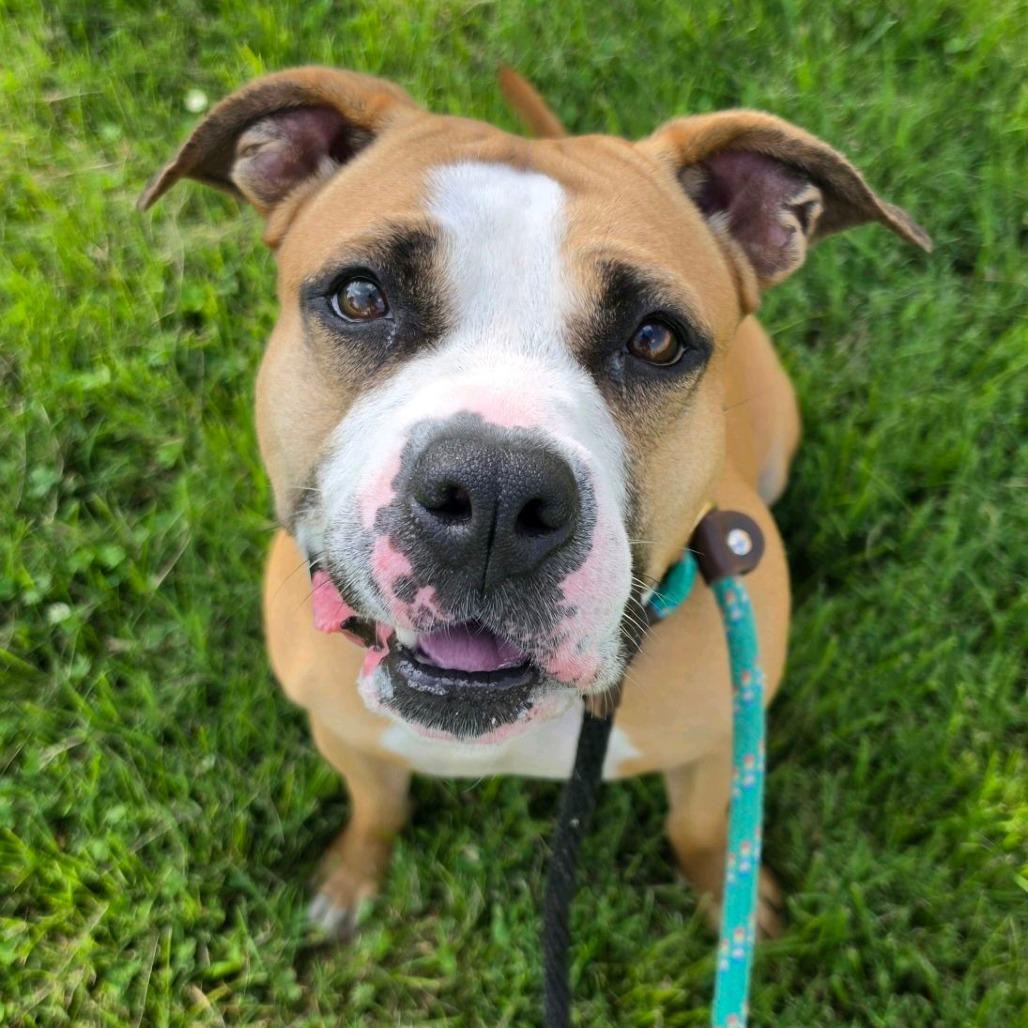 Enlarge Gourdeous, a Adoptable mixed breed in St. Louis, MO image 5/6