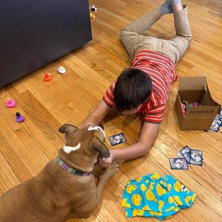 Enlarge Gourdeous, a Adoptable mixed breed in St. Louis, MO image 6/6