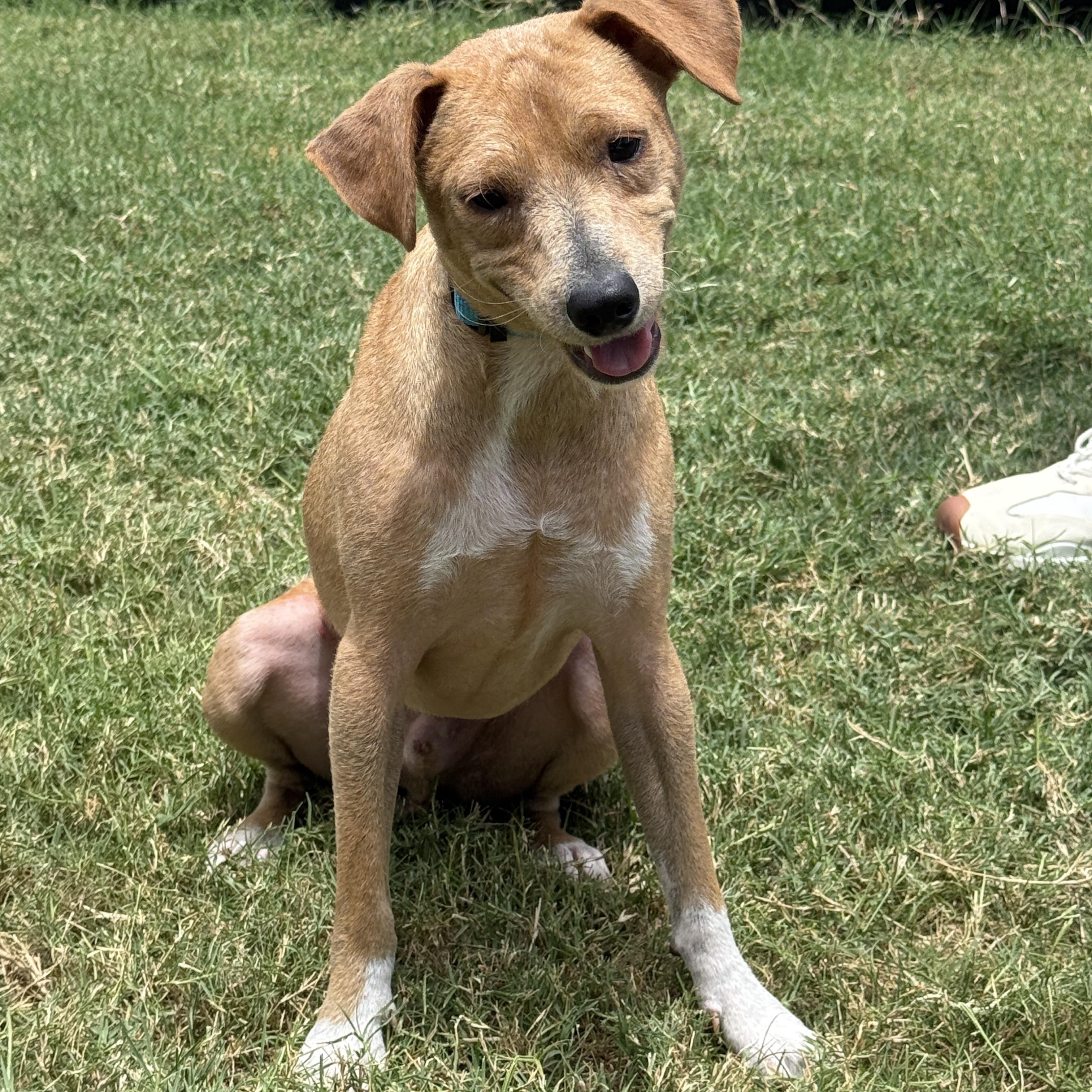 Peanut photo