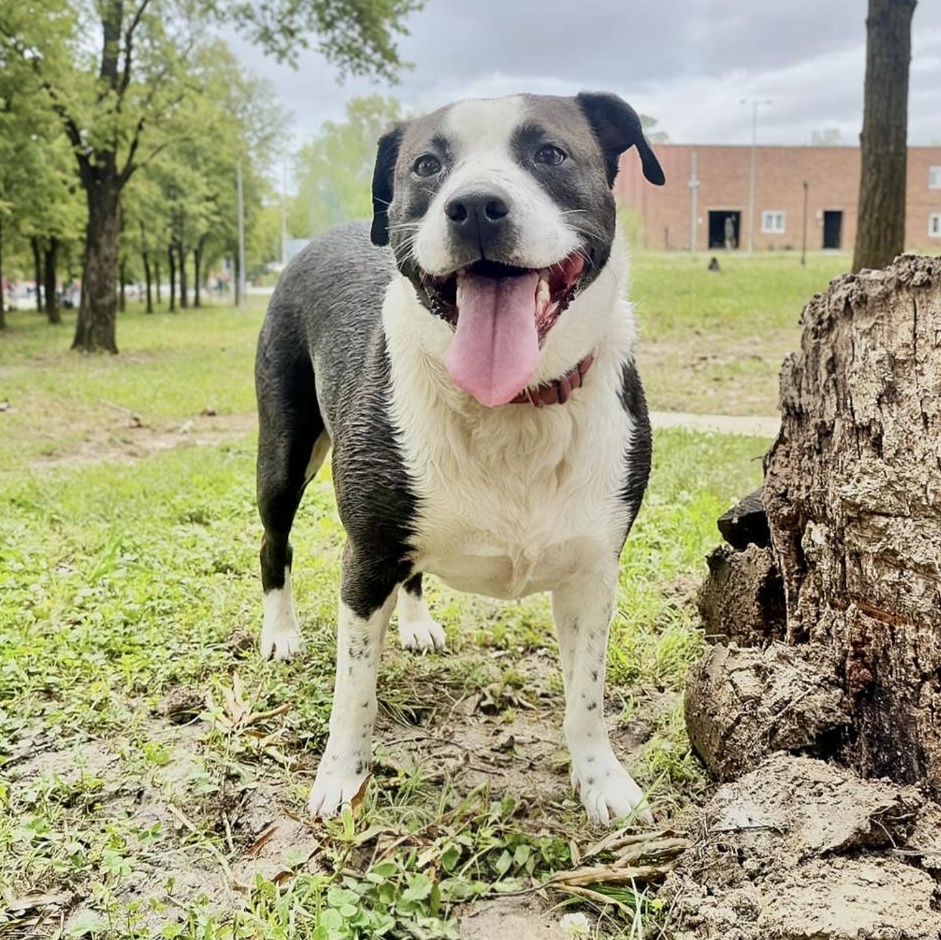 Enlarge Freckles, a Adoptable mixed breed in Toms River, NJ image 1/6