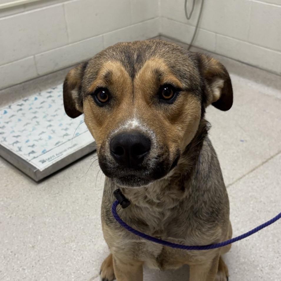 Credit, Adoptable, Young Male Mixed Breed.