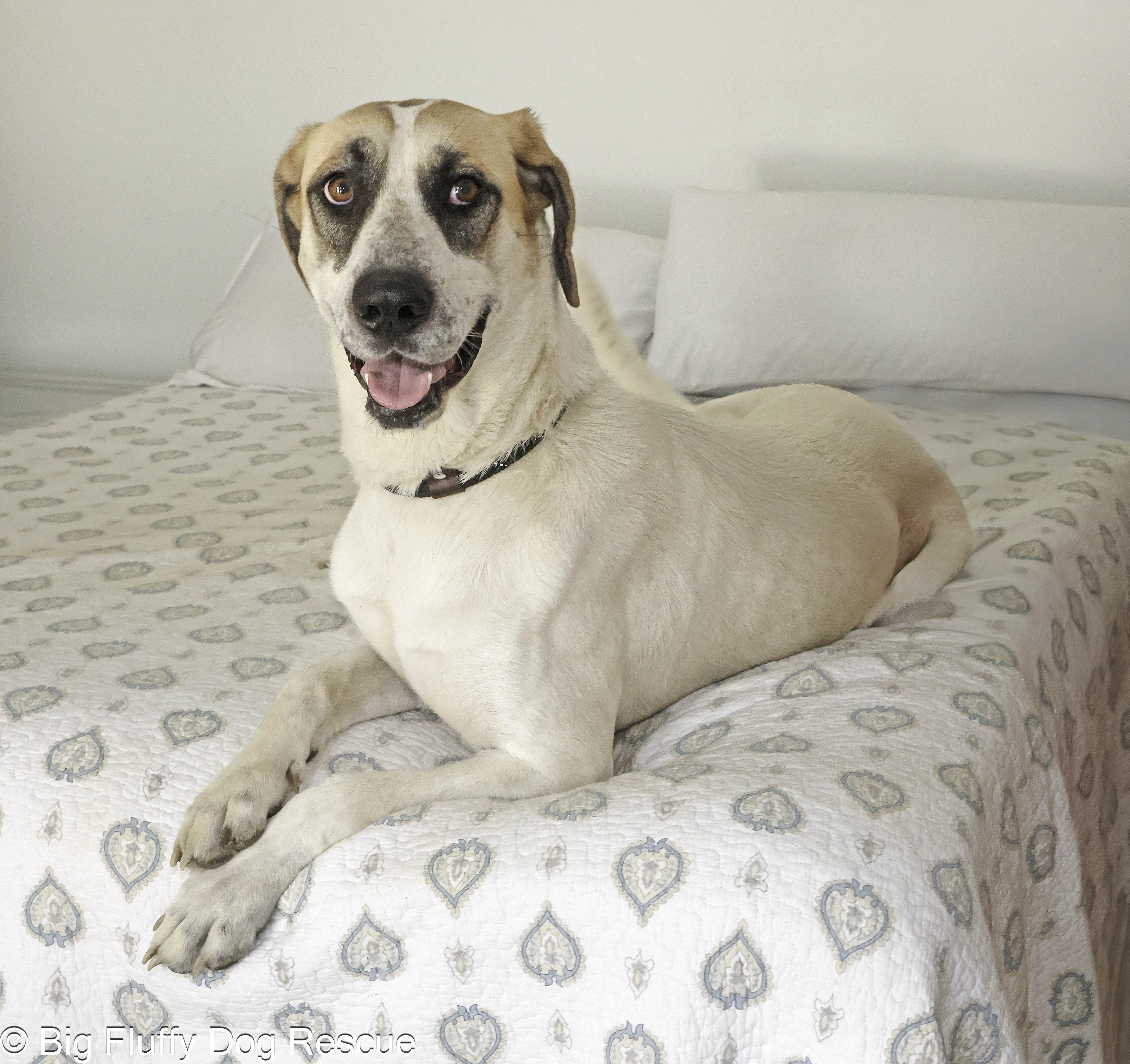 Enlarge Rosabella, a Adoptable mixed breed in St Charles, MO image 2/6