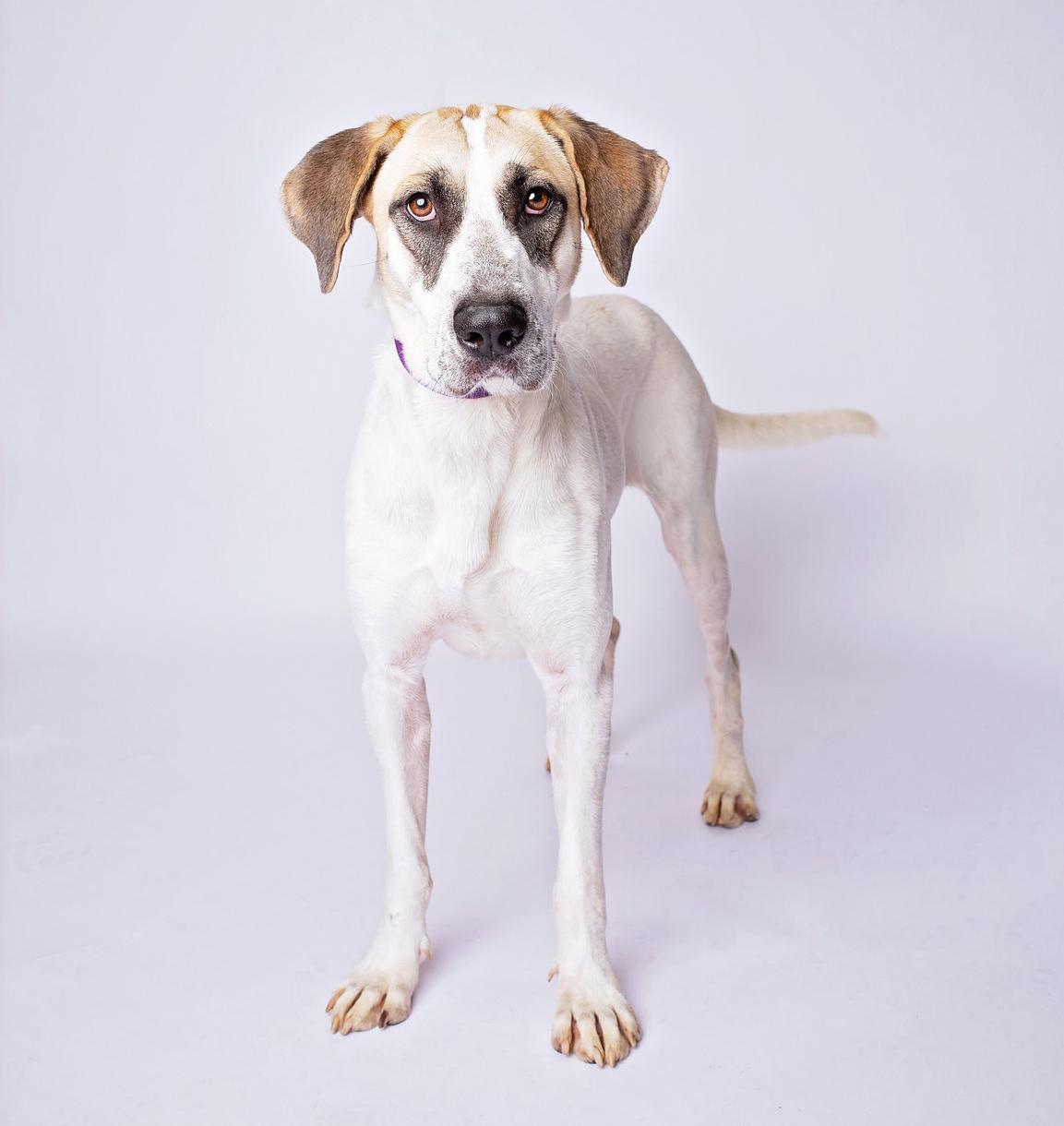 Enlarge Rosabella, a Adoptable mixed breed in St Charles, MO image 3/6