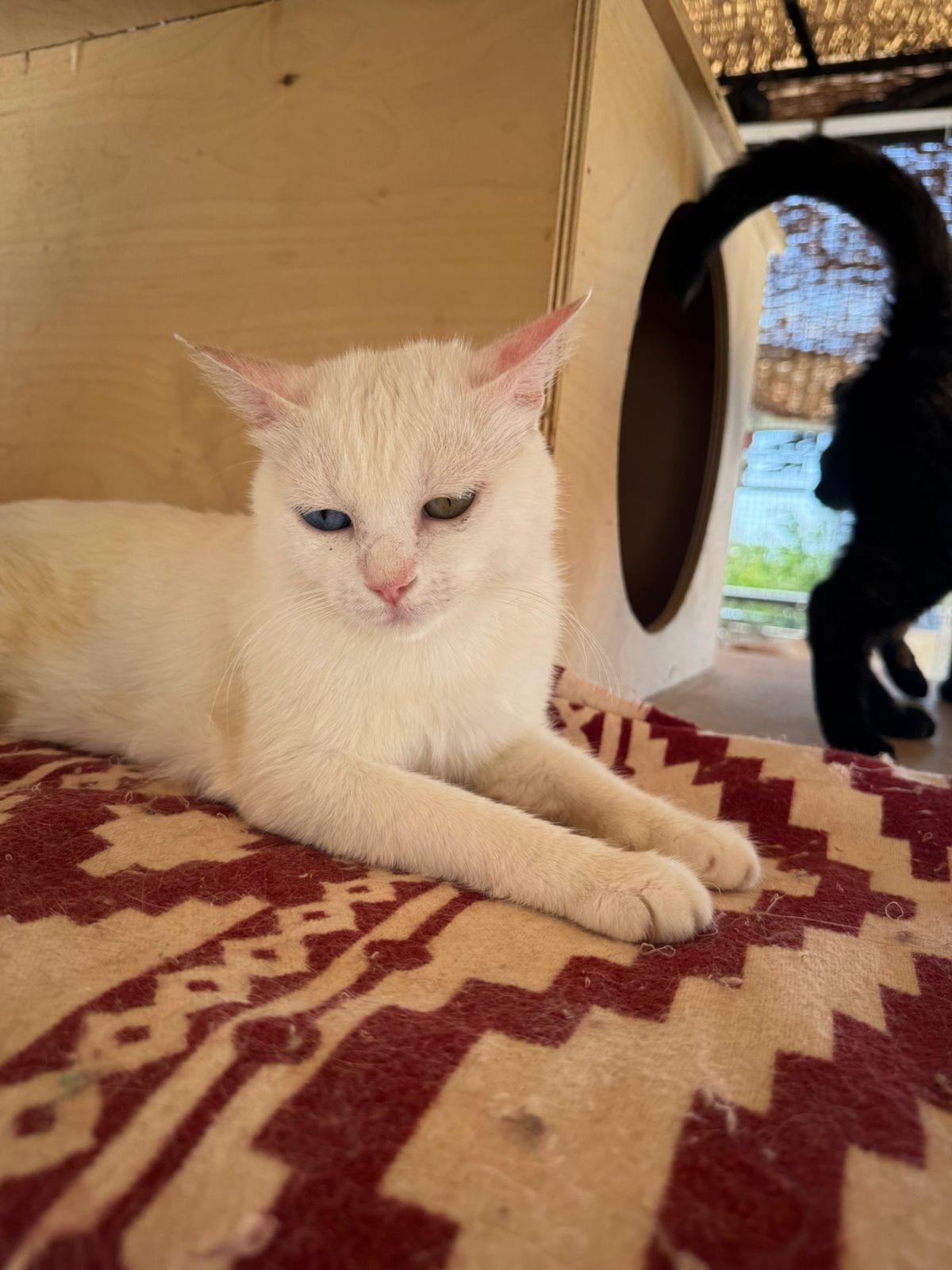 Enlarge Gloria, a Adoptable Domestic Short Hair in Brampton, ON image 1/5