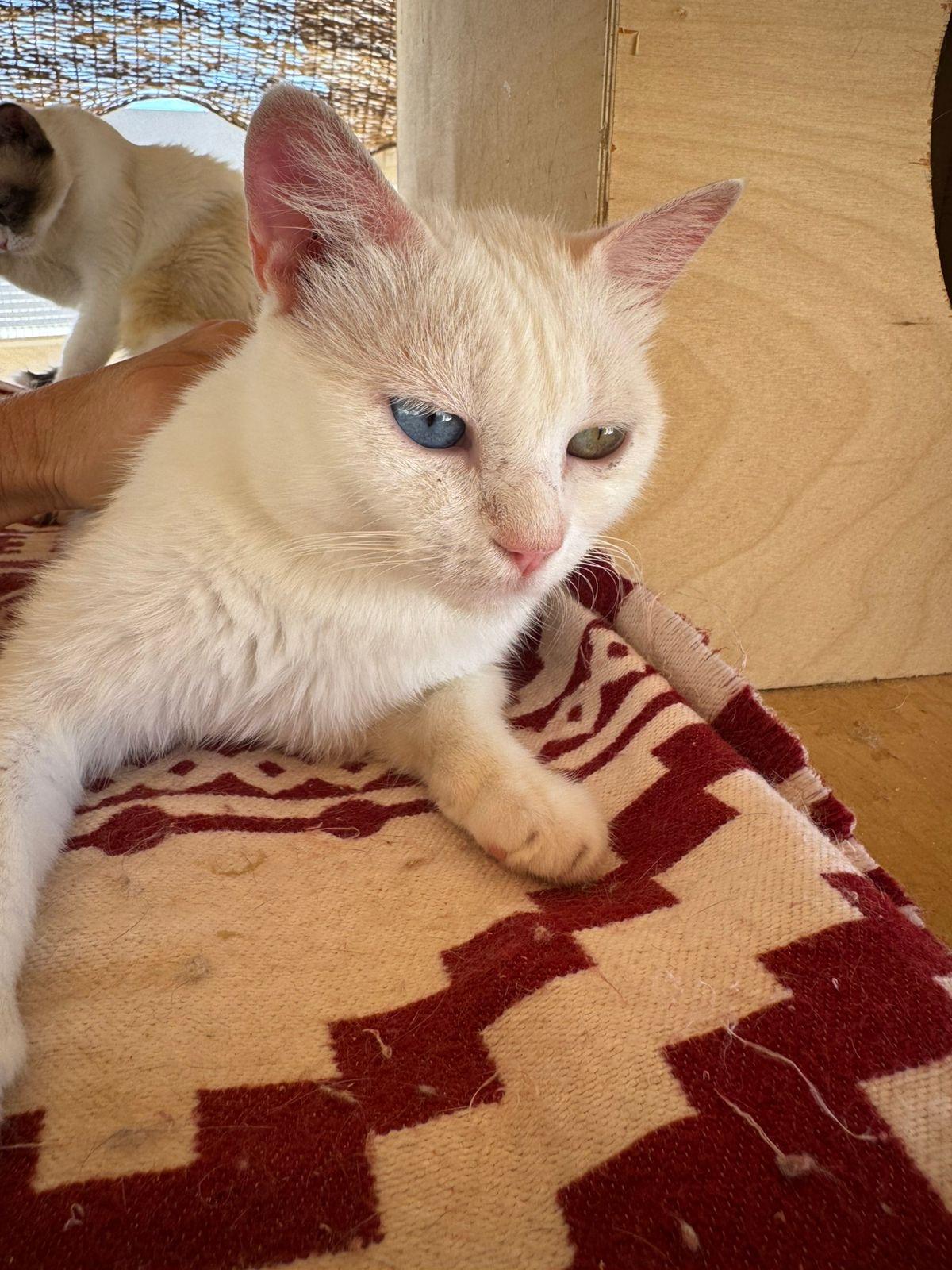 Enlarge Gloria, a Adoptable Domestic Short Hair in Brampton, ON image 2/5