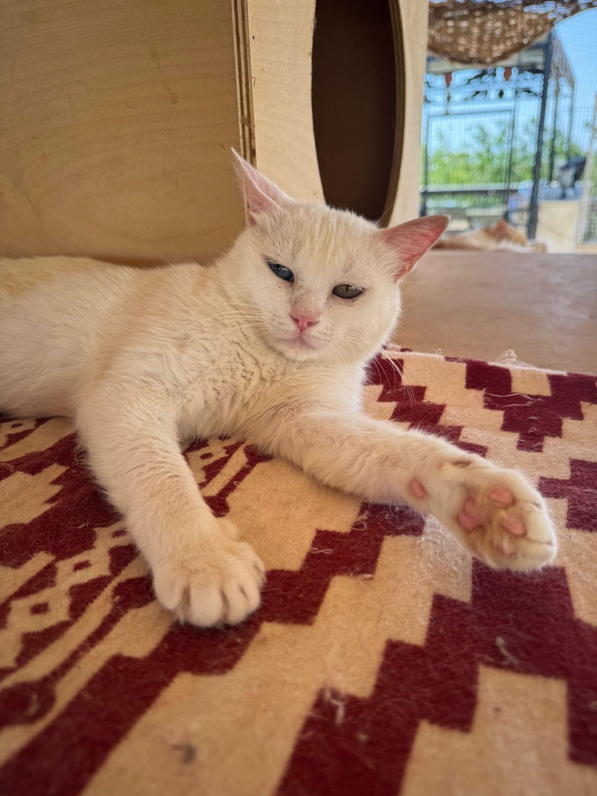 Enlarge Gloria, a Adoptable Domestic Short Hair in Brampton, ON image 3/5