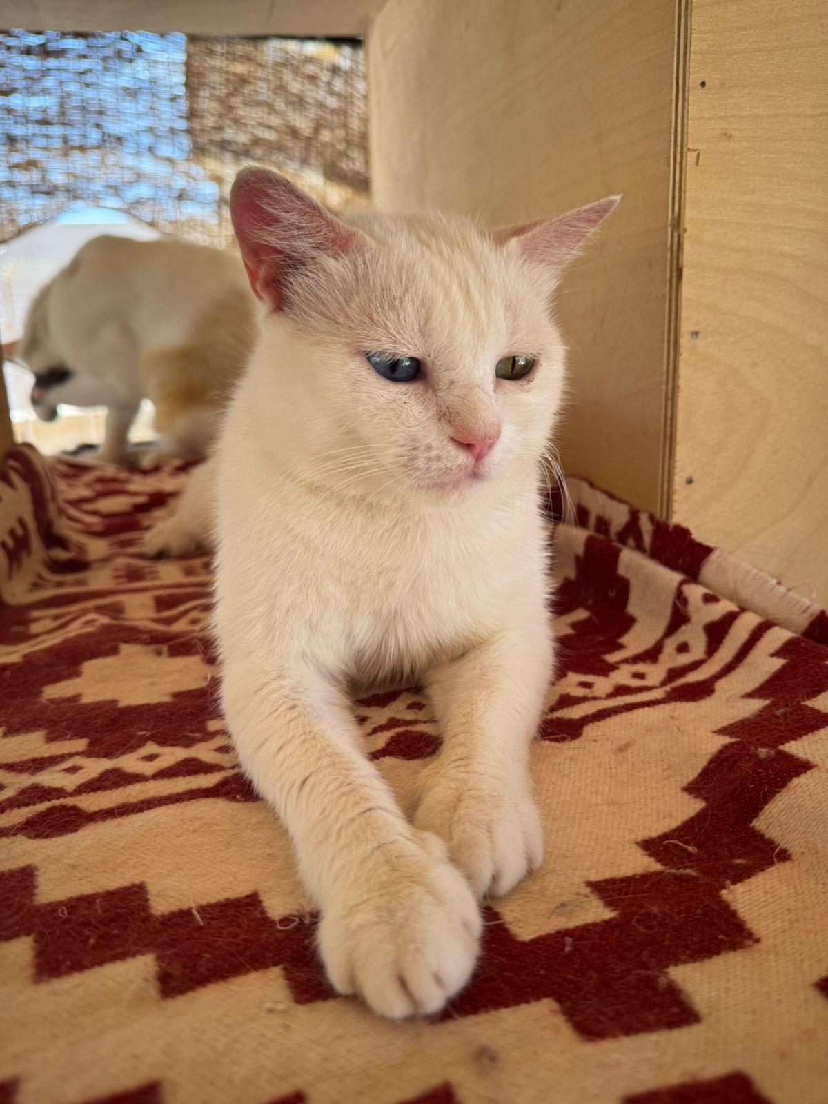 Enlarge Gloria, a Adoptable Domestic Short Hair in Brampton, ON image 4/5