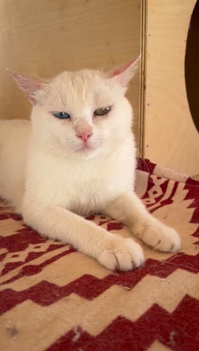 Enlarge Gloria, a Adoptable Domestic Short Hair in Brampton, ON video 5/5