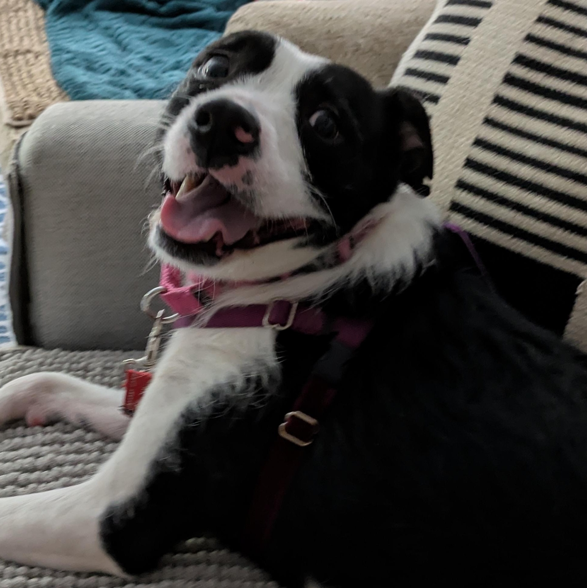 Lana** My fee has been sponsored!