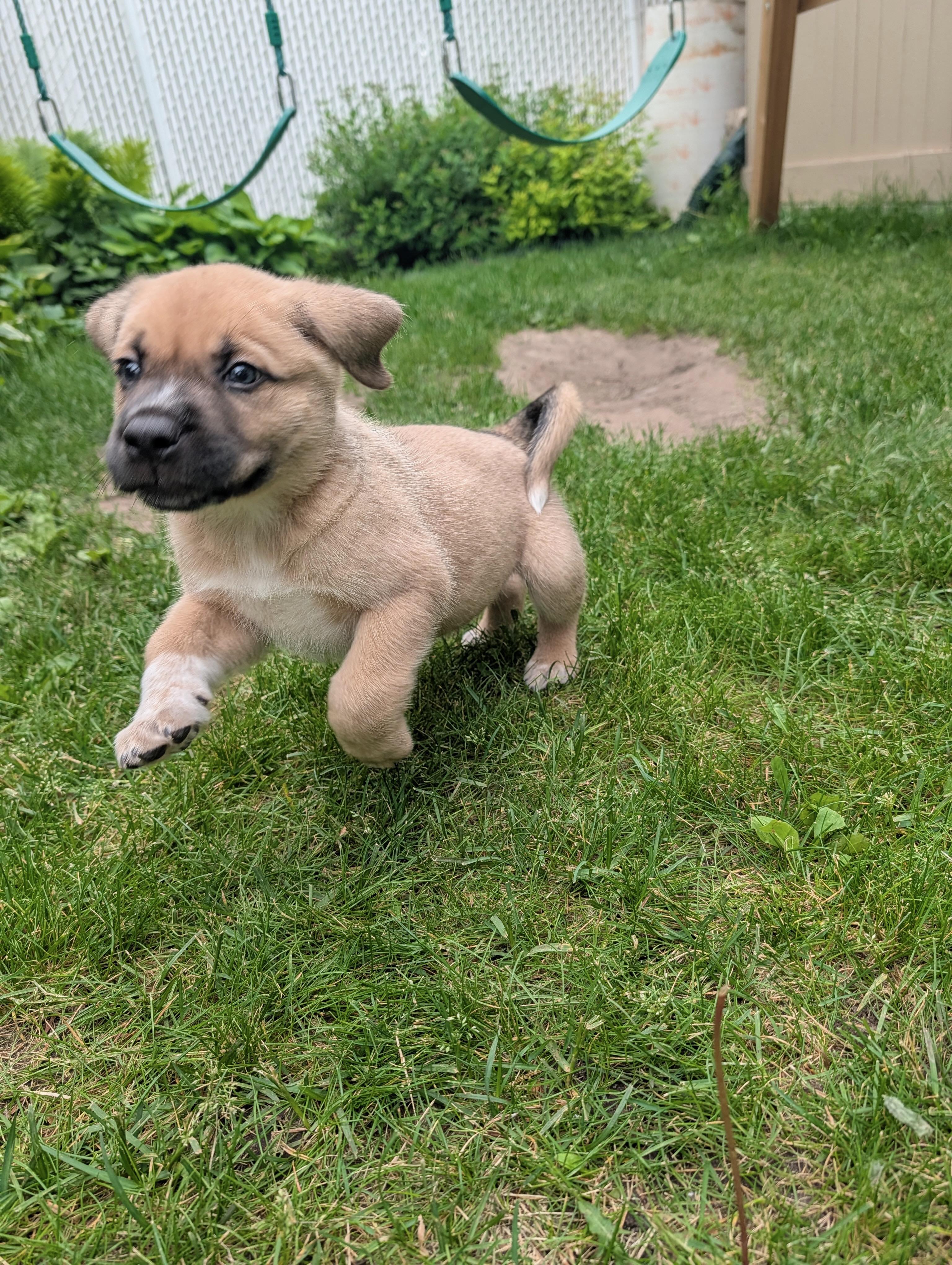 Enlarge Waffles, a Adoptable Mixed Breed in Saskatoon, SK image 3/5